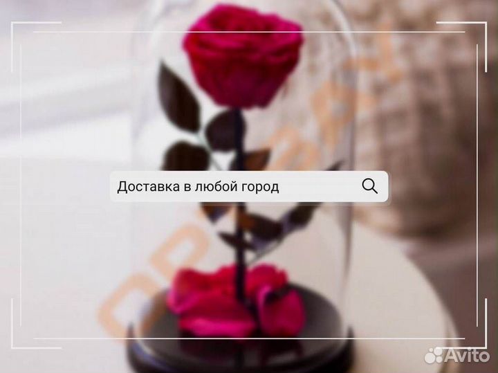 Живая роза в колбе