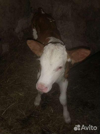 Теленок (телочка)