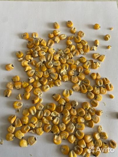 Ячмень, Кукуруза, Пшеница оптом