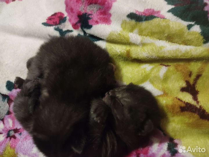 Вислоухие котята