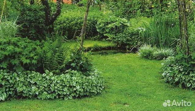 Сныть пестролистная многолетняя