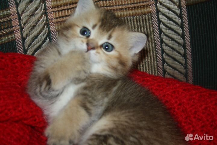 Шотландский котик