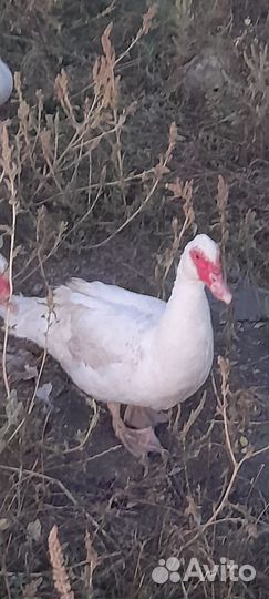 Индоутки на племя