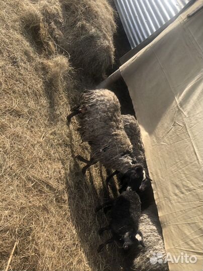 Овцы бараны ягнята романовские