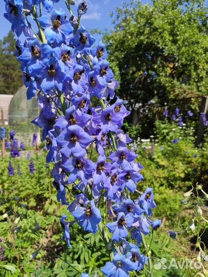 Дельфиниум