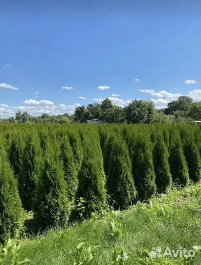 Туя Смарагд 80 см