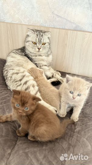 Шотландские котята