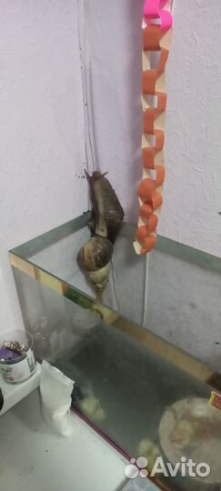 Ахатина улитка