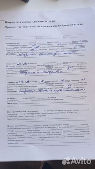 Кот Филипп отдам в добрые руки