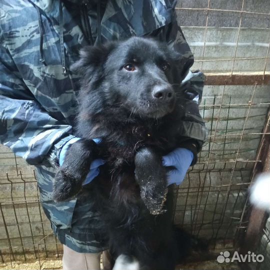 Собака в отлове