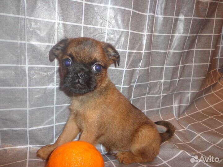 Пти брабансон