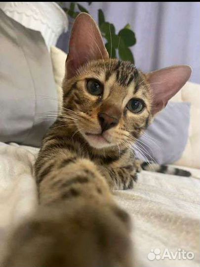 Бенгальская кошка