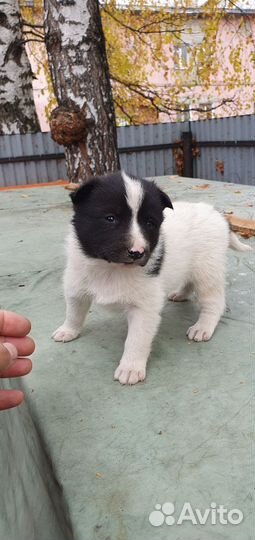 Карельская медвежья собака (лайка)