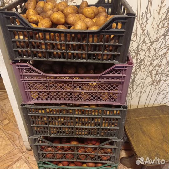 Картофель