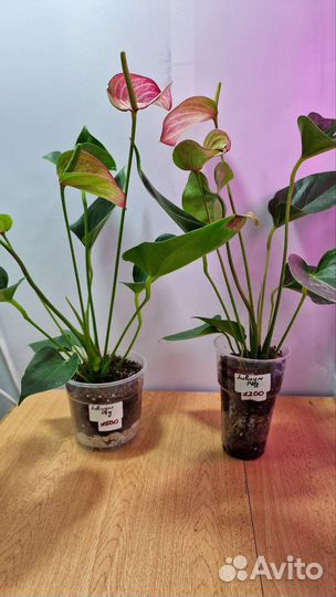 Антуриумы сортовые Белые, Мистик, Ливиум ред