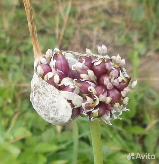 Озимый чеснок для посадки с доставкой