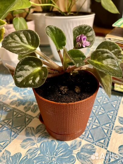 Фиалка фиолетовая