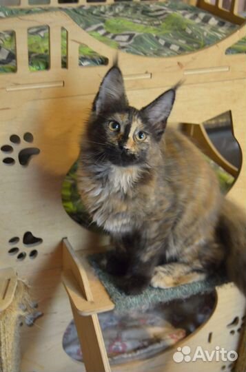 Девочка мейн-кун