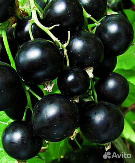 Смородина черная жемчужина (саженцы)