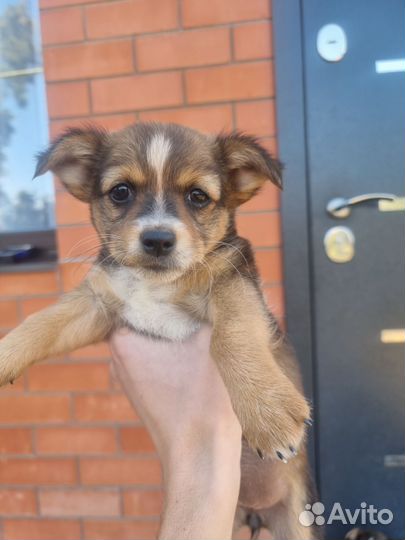 Собака в добрые руки отдам бесплатно