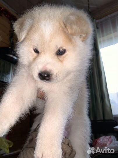 Щенок хаски