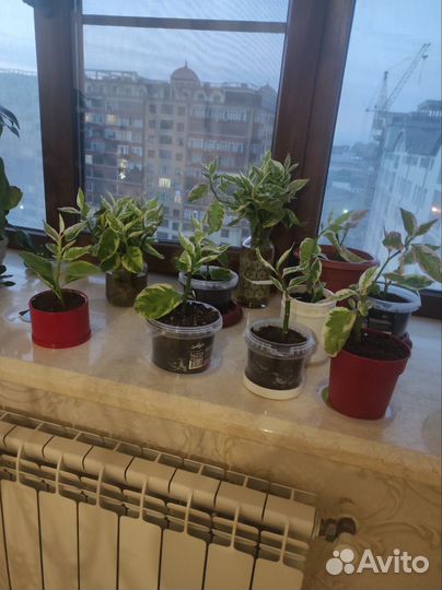 Педилантус