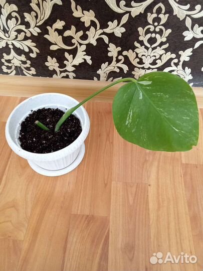 Монстера вариегатная альба