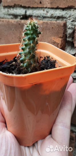 Разные кактусы