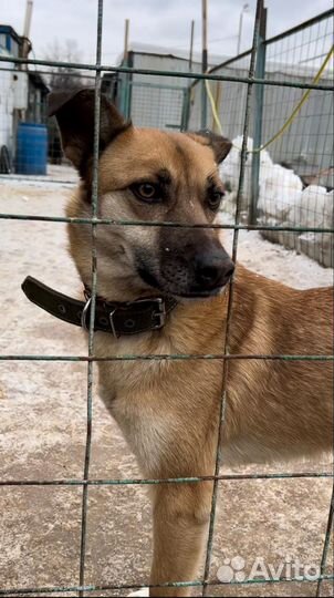 Бивису сррчно нужна семья