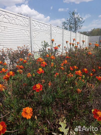 Бархатцы семена