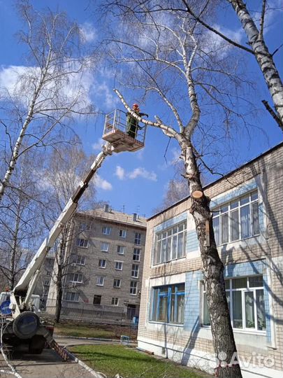 Спил деревьев Обрезка и измельчение веток