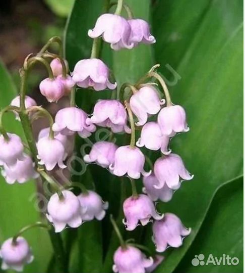 Ландыш розовый Rosea