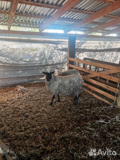 Бараны овцы