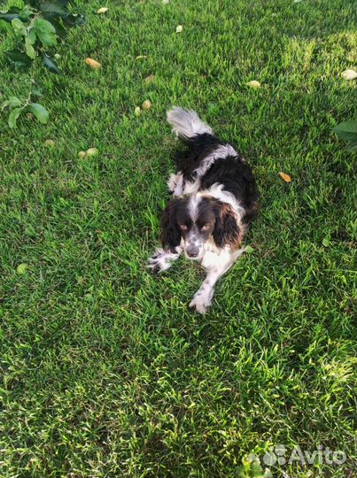 Собака в добрые руки спаниель