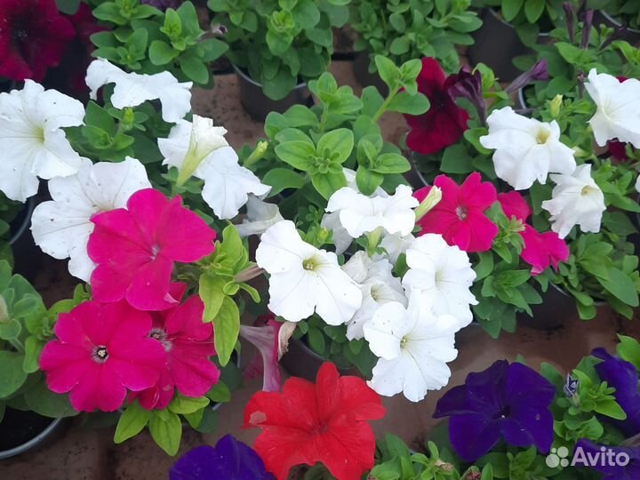 Петунья оптом
