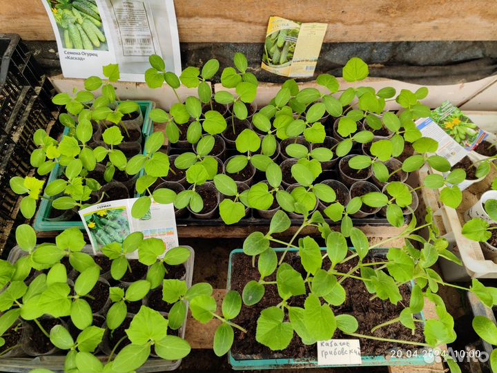 Рассада овощей