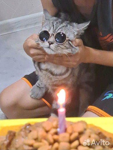 Кот ищет кошечку