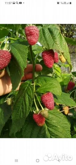 Саженцы малины штамбовой