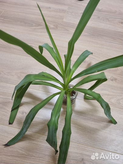 Пальма юкка