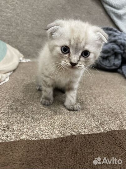 Шотландский вислоухий мальчик