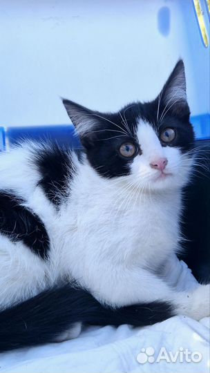 Красивый котенок