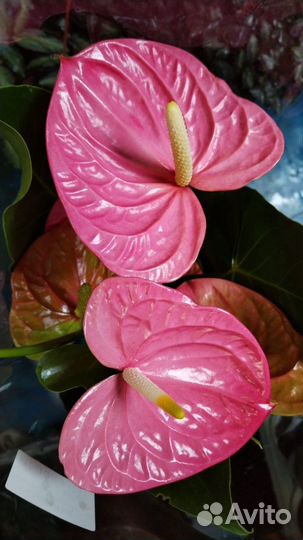 Антуриум Колорадо