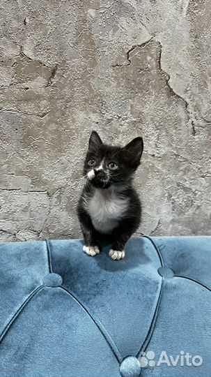 Котятам 1,5 месяца,кушают сами,игривые