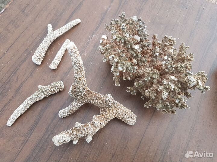 Морские ракушки раковины кораллы звезда