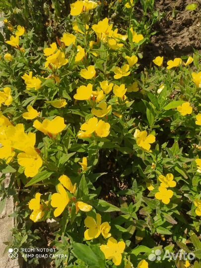 Цветы для огорода