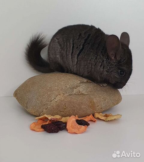 Шиншилленок девочка эбони средний (2 мес)
