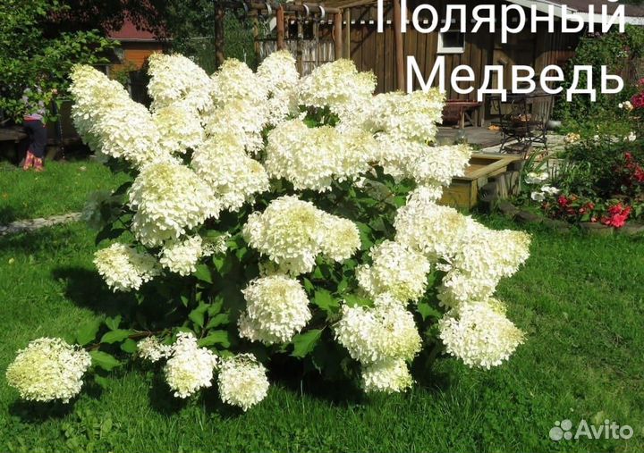 Гортензия метельчатая