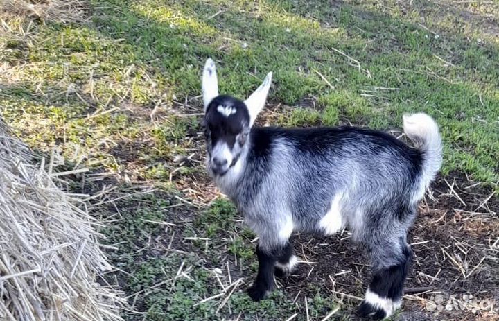 Козочки нубииские, зааненские