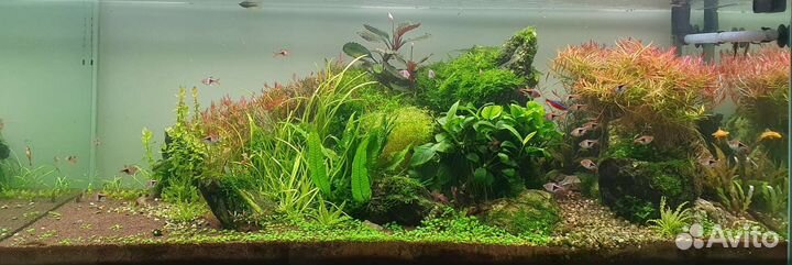 Аквариумные растения, монте карло (почвопокровка)