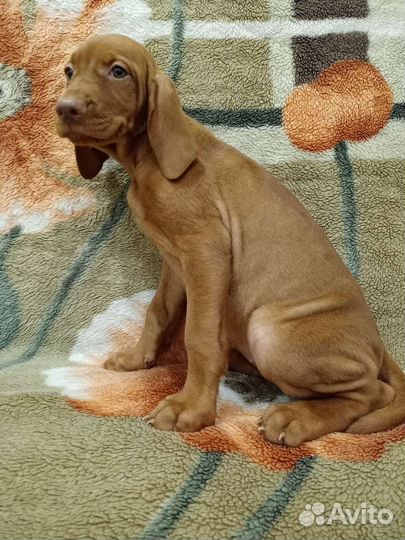 Кобель выжлы готов к вязке